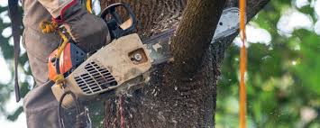 Trusted Sterling Ranch, CO Tree Services Experts