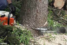 How Our Tree Care Process Works  in  Sterling Ranch, CO